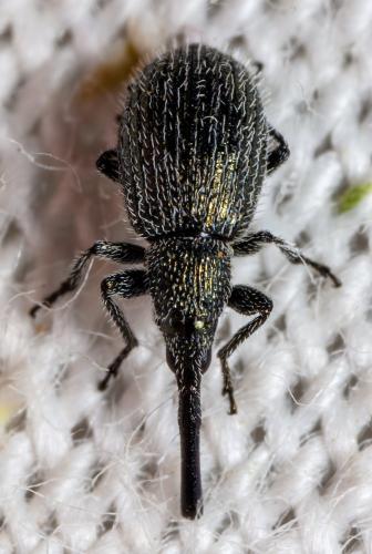 Phrissotrichum tubiferum